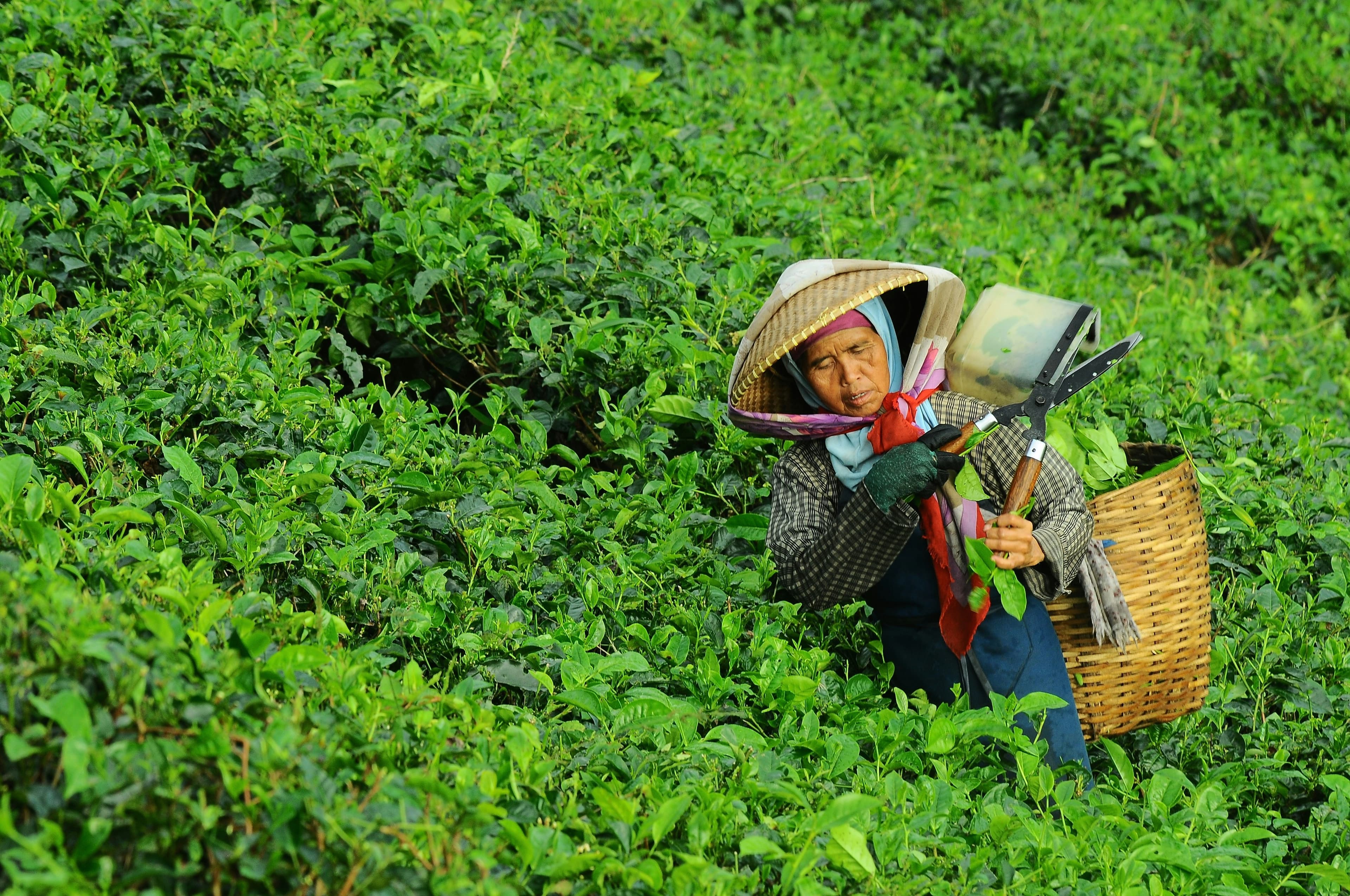 STORY — farmer in the tea field, Uji